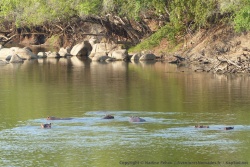 Face à notre campsite, un groupe d'hippos assure le spectacle pour toute la soirée