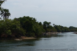 La rivière Kafue est bordée de grands arbres et aussi d'élégants palmiers