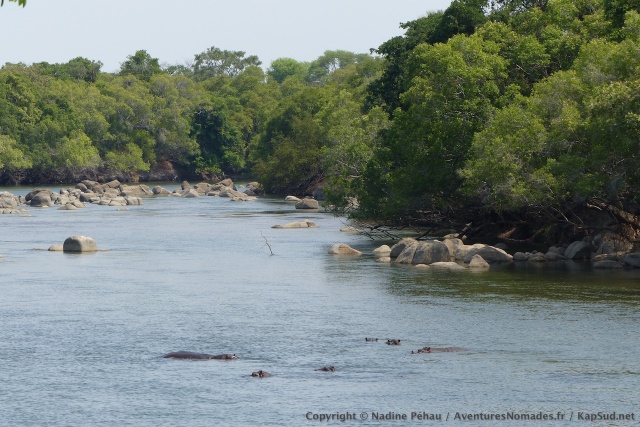 Notre clan d'hippos a changé de lieu de villégiature pendant la nuit
