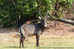 Ici les waterbucks ont carrément l'arrière-train tout blanc au lieu d'un simple croissant