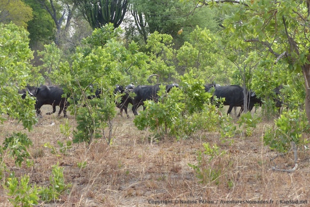 Les silhouettes furtives mais toujours imposantes de buffles dans les fourrés