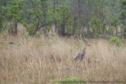 Surpris, ce lechwe détale en un clin d'oeil