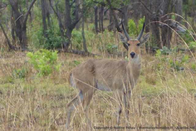 Le lechwe a parfaitement adapté son pelage à la couleur des herbes sèches