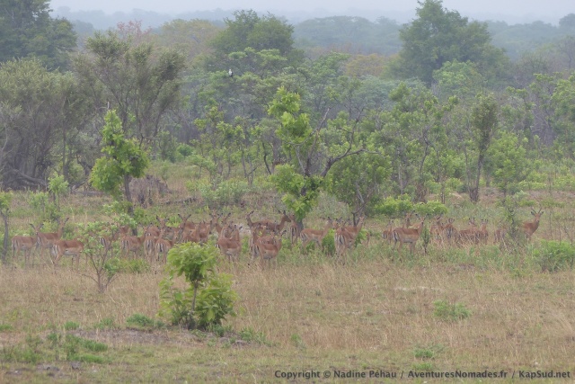 Un grand troupeau d'impalas surpris à l'orée de la forêt
