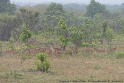 Un grand troupeau d'impalas surpris à l'orée de la forêt