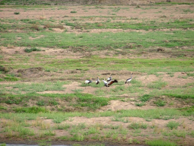 Grues couronnées en pleine parade nuptiale