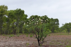 Un arbuste solitaire à la floraison explosive et immaculée