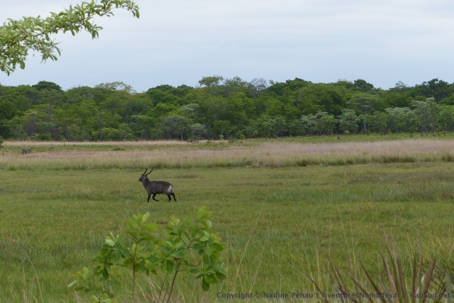 Le waterbuck, ou cobe defassa, est massif et bien costaud