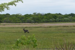 Le waterbuck, ou cobe defassa, est massif et bien costaud