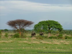 Spectacle magnifique que ces éléphants évoluant aux milieu des grands arbres comme ces baobabs
