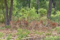 Les mamans impalas rassemblent leur petit en crèche familiale