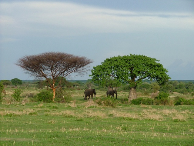 Spectacle magnifique que ces éléphants évoluant aux milieu des grands arbres comme ces baobabs
