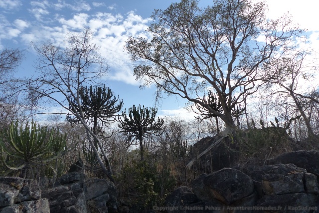 Cactus et plantes grasses montrent que la région est souvent aride