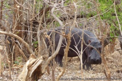 Si nous avions croisé cet hippo lors de notre ballade à pied cela aurait été vraiment dangereux