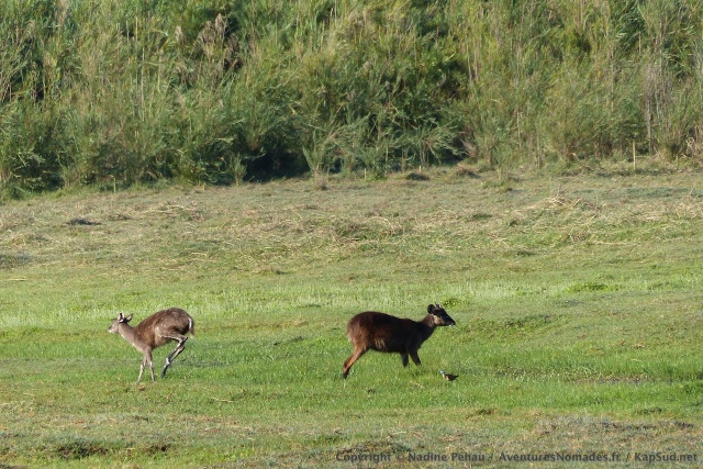 Pour la première fois, on a la chance d'observer des antilopes sitatungas