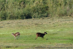 Pour la première fois, on a la chance d'observer des antilopes sitatungas