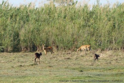 Pukus et sitatungas devant un rideau d'herbes géantes