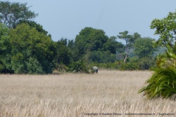 On n'y croyait pas et pourtant, c'est bien un éléphant à la lisière du bosquet