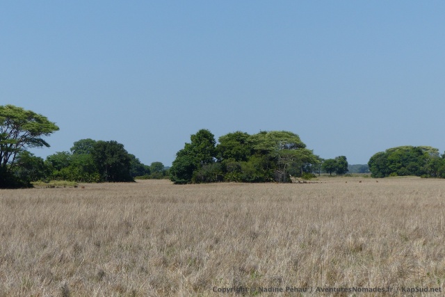 Paysage typique du Kasanka NP, des savanes herbeuses et des îlots de végétation luxuriante