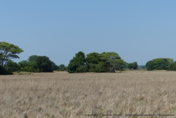 Paysage typique du Kasanka NP, des savanes herbeuses et des îlots de végétation luxuriante