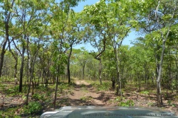 Le parc de Kasanka a des éco-systèmes très diversifiés comme en atteste cette jolie forêt