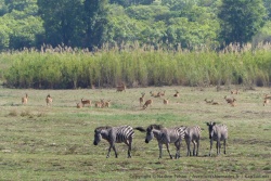 De beaux troupeaux d'herbivores se regroupent près des savanes humides
