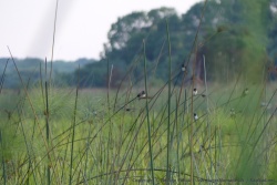 En attendant les chauve-souris, ce sont les hirondelles qui font le spectacle