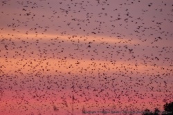Partout où le regard se pose, les roussettes obscurcissent le ciel