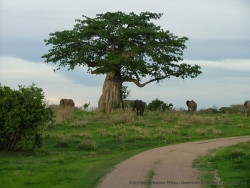 Eléphant et baobab : les 2 emblèmes de l'Afrique réunis