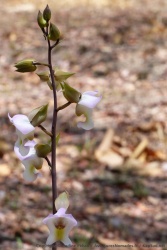 Une très belle fleur, délicate comme une orchidée