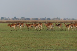 Les marais de Bangweulu sont le royaume de l'espèce endémique des black lechwe