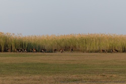 Les black lechwes paissent souvent à la lisière des forêts d'herbes géantes