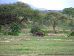 Les hippopotames aussi sont de sortie