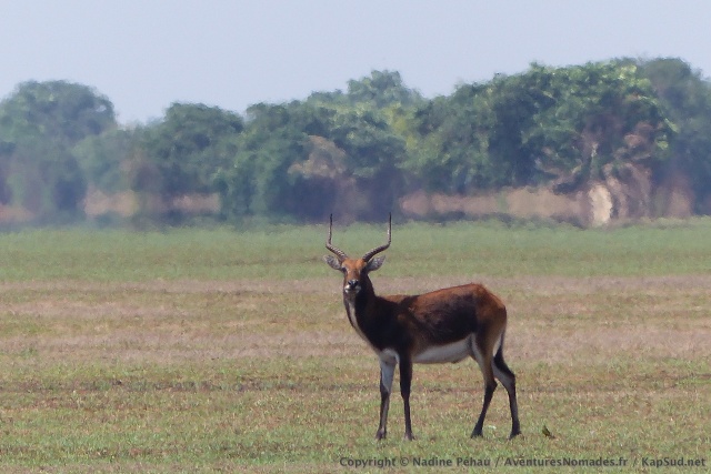 Pour une fois, un blach lechwe se laisse approché d'assez près