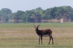 Pour une fois, un blach lechwe se laisse approché d'assez près