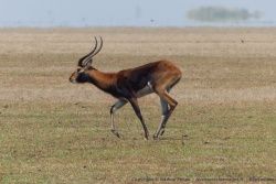 On peut profiter de ce beau mâle black lechwe sous tous les angles