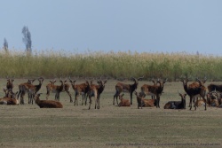 Les troupeaux de plusieurs dizaines d'antilopes seront bientôt des milliers d'ici quelques jours