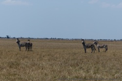 Nous sommes heureux de retrouvéer également des zèbres à Bangweulu