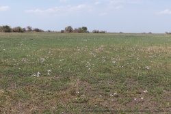 Certaines prairies sont explosées de fleurs