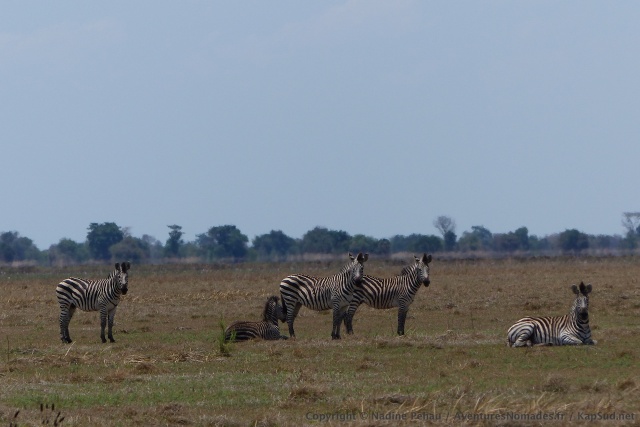 Très peu de prédateurs à Bangweulu, les animaux sont plus tranquilles