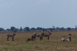 Très peu de prédateurs à Bangweulu, les animaux sont plus tranquilles