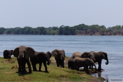 4ème partie - Zambie : virée au sud-est jusqu'au Lower Zambezi NP et notre rencontre mémorable avec les éléphants