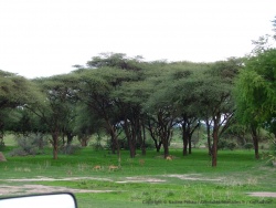 Tout le monde est là même les impalas