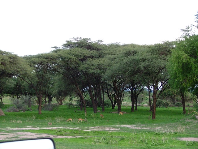 Tout le monde est là même les impalas