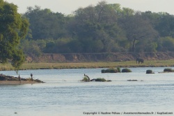 Un éléphant déambule sur les berges, non loin de pêcheurs