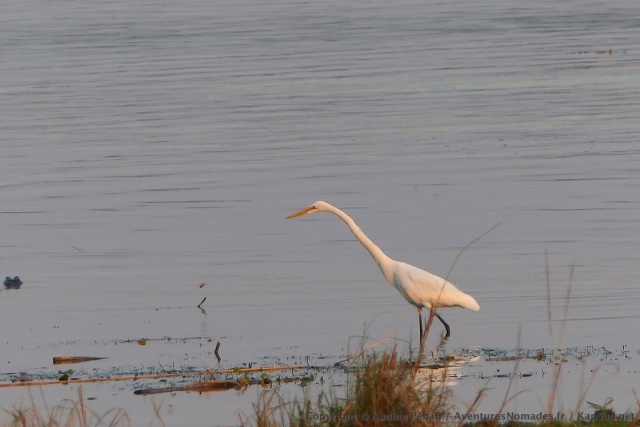 Un héron blanc ou une aigrette géante, on ne s'y connait pas vraiment en oiseaux