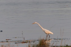 Un héron blanc ou une aigrette géante, on ne s'y connait pas vraiment en oiseaux