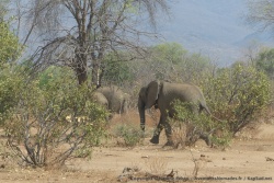 Un premier groupe d'éléphant au milieu de la brousse