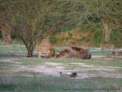 Clou final de la ballade au crépusculaire au bord de la rivière : une lionne et son butin de chasse