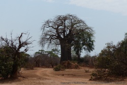 Nous sommes très heureux de retrouver les baobabs